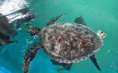 教育部國立海洋生物博物館 海龜康復野放