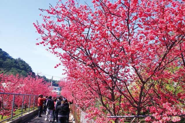 后里櫻花季登場  中市觀旅局：春遊賞櫻賞燈趣