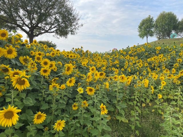 中市最新打卡秘境  后里環保公園向日葵花海盛開超吸睛