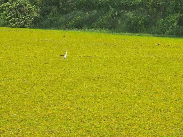 東勢寮親水公園生態豐富成為賞鳥秘境