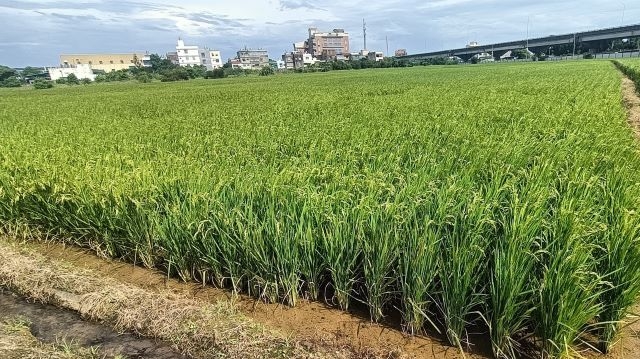 分子標誌輔助育成抗稻熱病水稻新品種「桃園7號」