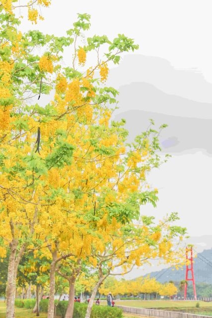 花開港都迎夏意　阿勃勒增添市容風華！