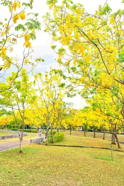 黃金雨落花綠地間悠閒漫步。 黃金雨落花綠地間悠閒漫步。