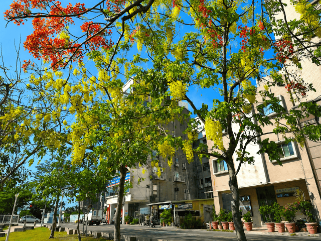 城市中的阿勃勒隧道。 城市中的阿勃勒隧道。