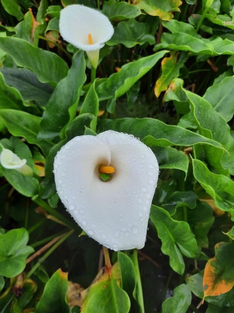 海芋。 海芋。