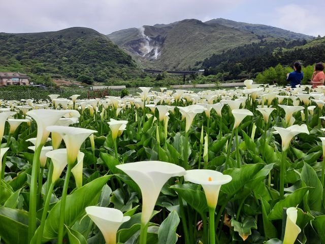 8位海芋農友實現海芋「全程不使用農藥及化學肥料」種植。 8位海芋農友實現海芋「全程不使用農藥及化學肥料」種植。